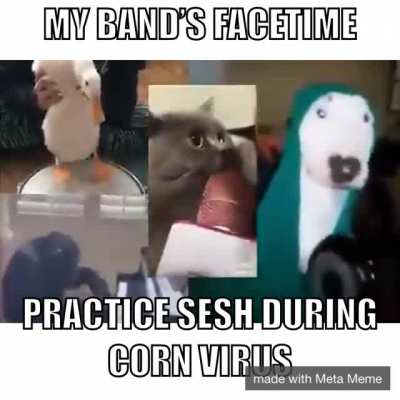 funny animal