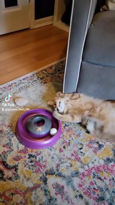 12 months of constant entertainment.