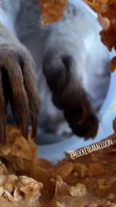 Trash panda hands!