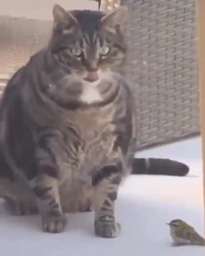 Too much chonk