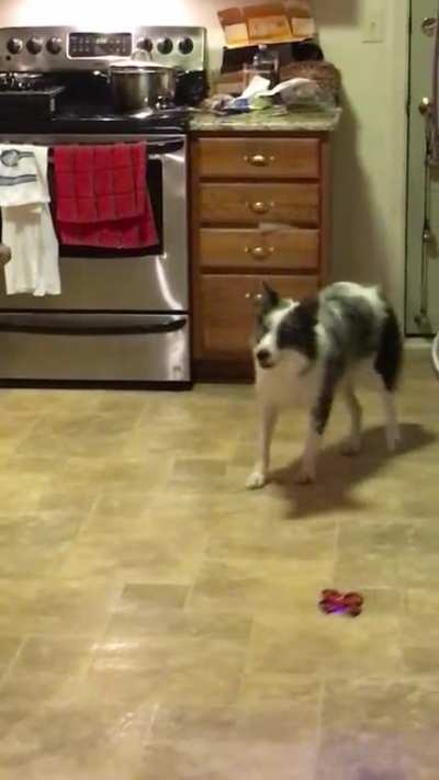 Pup v. Drone (pup lost)