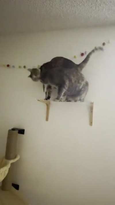 The battle for the Royal Cat Perch