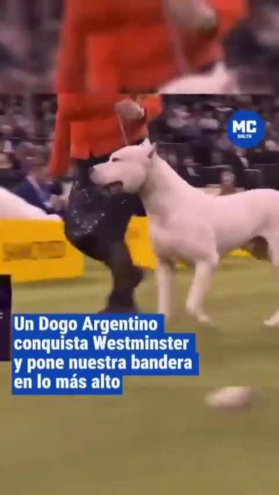 Toky, un Dogo Argentino se coronó como el mejor perro de raza en el Westminster de Nueva York 2026, donde participan todas las razas del mundo 🇦🇷🥇