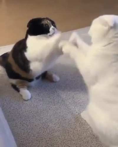 Different kind of fight