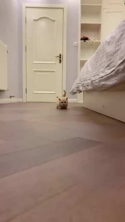 Waddle Waddle Waddle
