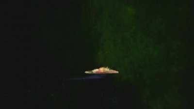 Baby Utah gains it&rsquo;s wings! 😂 a small clip from my funny videos. Mesozoic 🦕