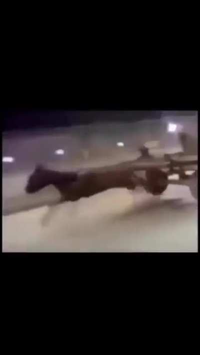 Since today's post was removed by Big Brother, i shall give you tommorows post. Here is Losercity Horses