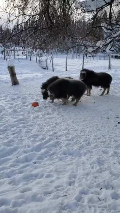 Big boyes are making ice cream