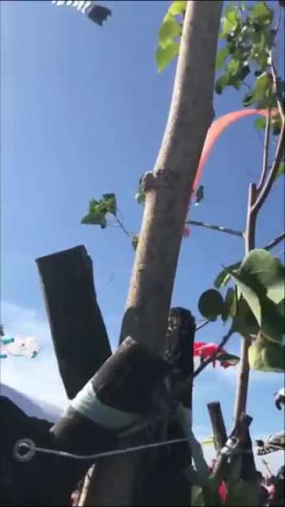 Kid being brought up into sky by a kite today in Taiwan