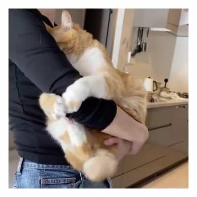 Chonk cuddles