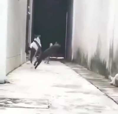 Catch me if you can