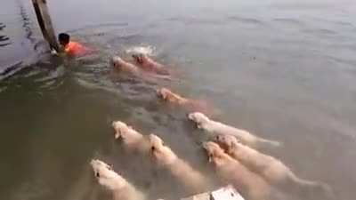 TIL Golden Retrievers swim in schools