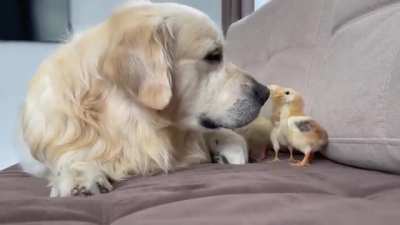 Duck Duck Dog