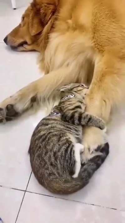 I won't give my toy to anyone