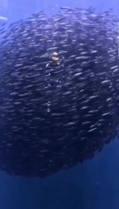 Embraced by the fishes.