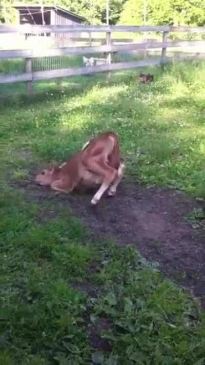 Cow and pig trotting around having fun