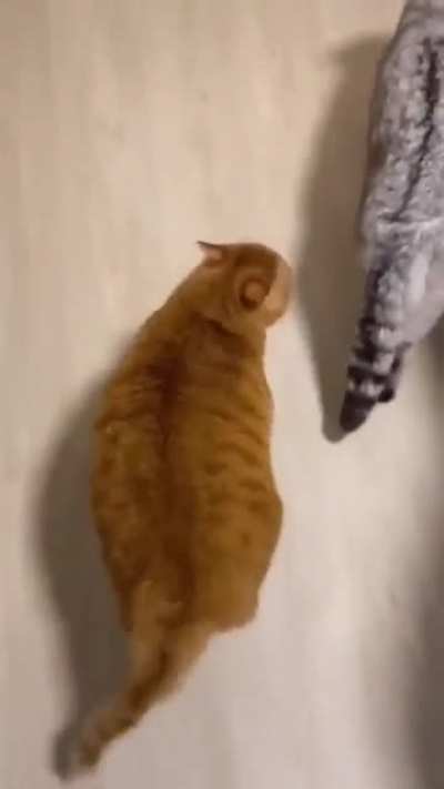 Orange gangster Chonky is confident &amp;amp; ready to attack!
