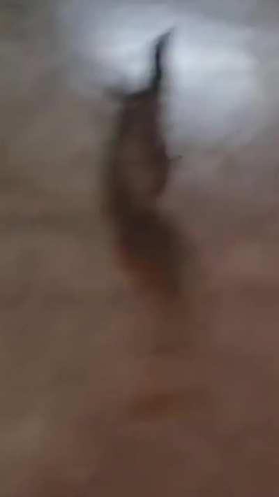 Thought &lsquo;roaches were pests&hellip;