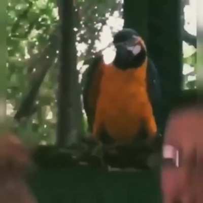 Don&rsquo;t know if this counts, is this a parrot? He definitely be partying