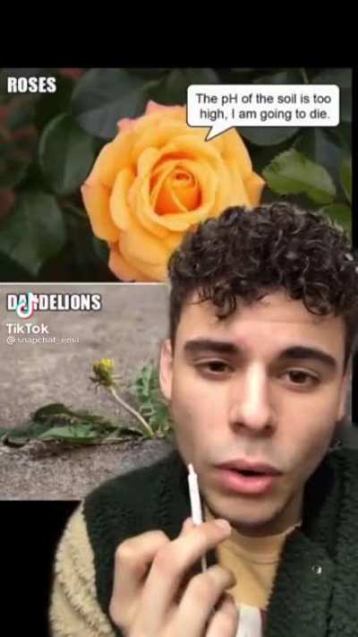Dandelions are so straight forward
