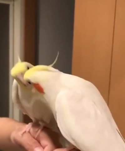 Wait for it lol