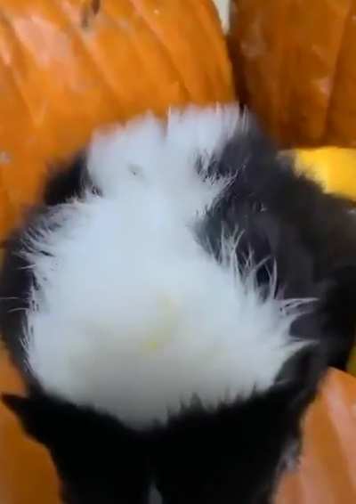 The best pumpkins