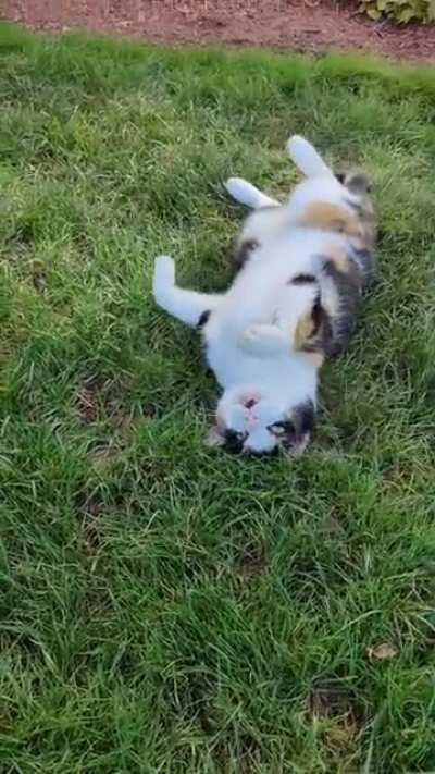 Neighborhood kitty that lures you in with cuteness than goes bite mode 😖😼😸