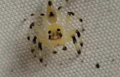 🔥 Jumping spider checking the terrain by moving its retinas inside its head 🔥