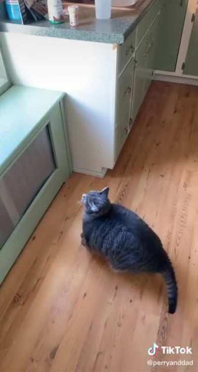 Perry the chonker