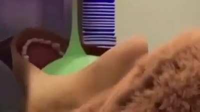 Shrek