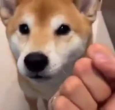 dog destroyed
