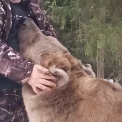 Обычная собака таёжного жителя