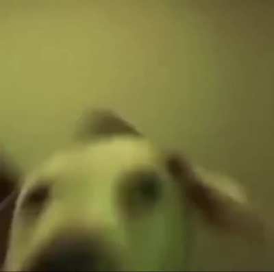 plap plap plap plap (that is the dog&rsquo;s ears lol get it?)j