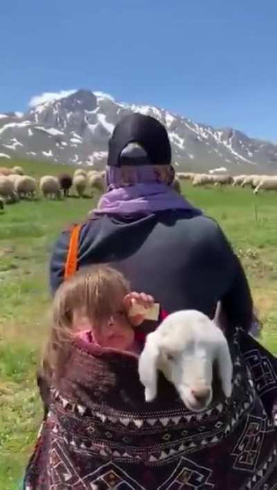 Bir &ccedil;oban, Erzincan 🐑