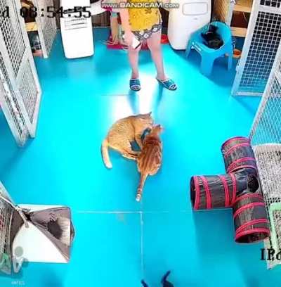 "Not so fast hooman!"