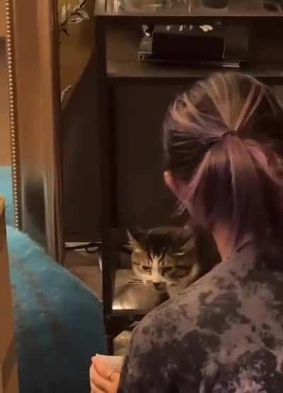 Kitty cat was not having a good day