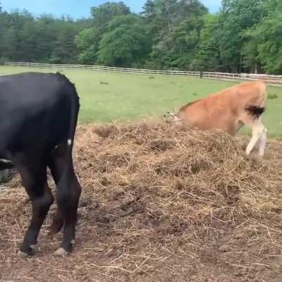 Apparently fresh hay brings out the inner derp in these big boys at Freedom Farm Animal Rescue