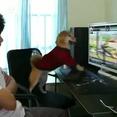 Imagine what it would be like when a pet dog likes computer games!