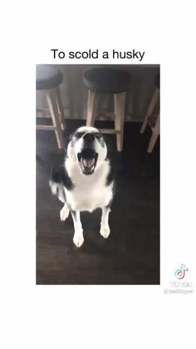 To scold a husky