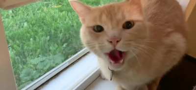 My late cat Ace wasn’t happy