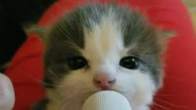 Criminal Feedings