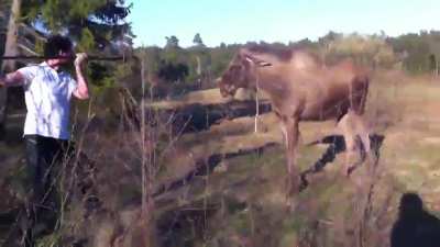 Swedish man vs Eurasian Elk (moose)