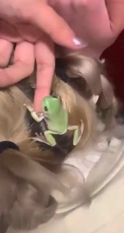 R. Kelly frog