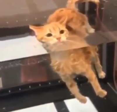 cat rule
