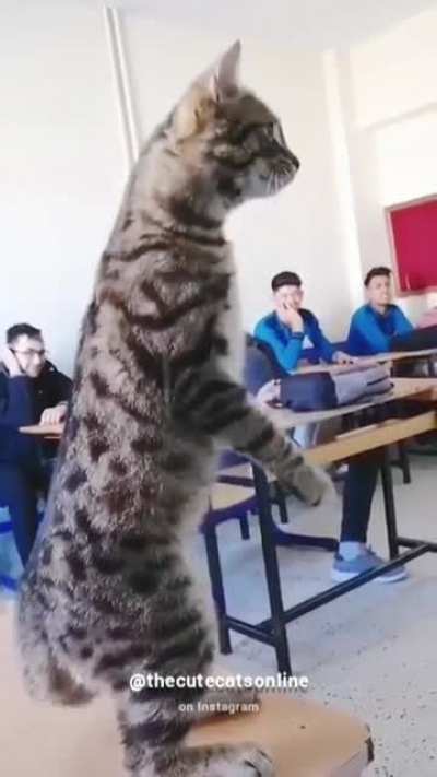 "Why are you laughing? Bow before me!"