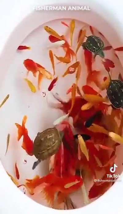 I don&rsquo;t know if this has been posted here after I posted it on r/teenagers and it blew up, but we need to report this TikToker (Fisherman Animal) for animal abuse. His (even worse) YT is in the comment
