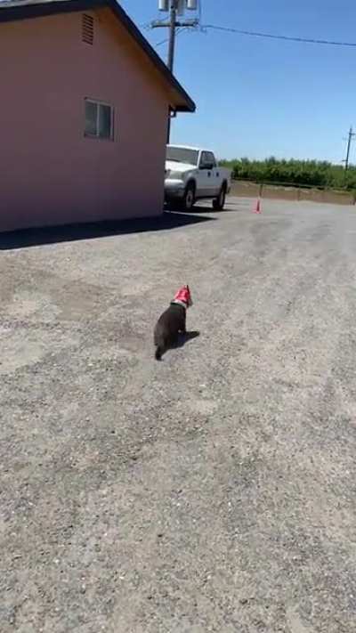 cat 0-1 trash can