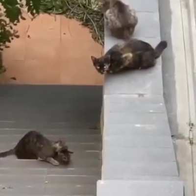 Someone help the kitty out