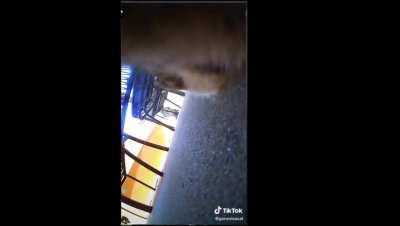 Cat POV: Increasingly dramatic shutdown sounds