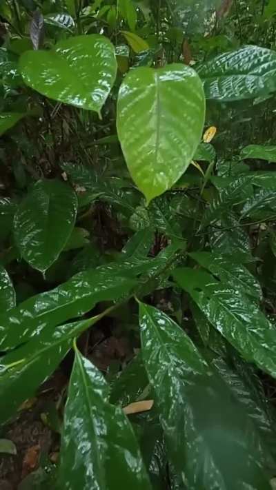 The soothing sound of rain in the natural rainforest of Papua